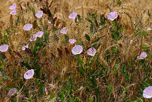 edge-of-field-4359988__340.jpg