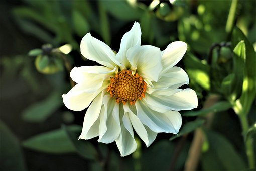 flower-4361092__340.jpg