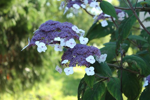 hydrangea-libelle-4351378__340.jpg