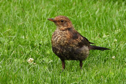 blackbird-4345966__340.jpg