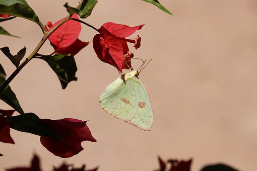 butterfly-4363604__340.jpg