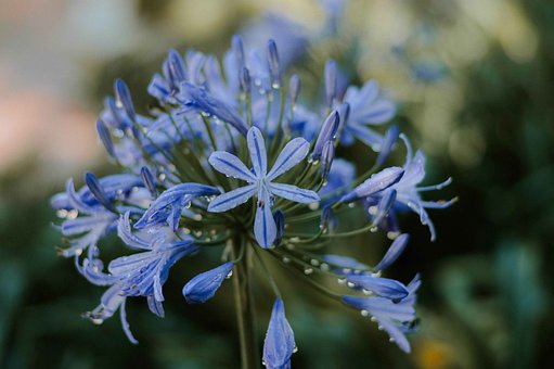 blue-4351901__340.jpg
