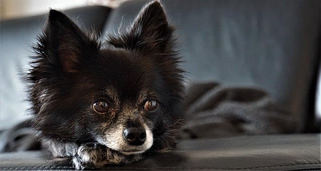 chihuahua-4236831__340.jpg