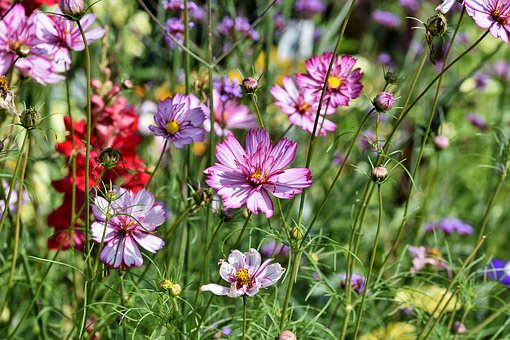 cosmea-4350669__340 (1).jpg