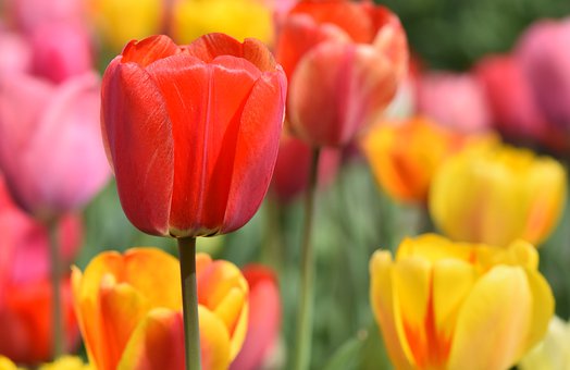 tulip-4322635__340.jpg
