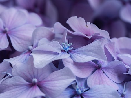flower-4375951__340.jpg