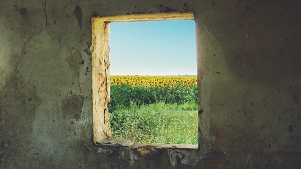 sunflower-868119__340.jpg