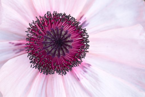 peony-4243278__340.jpg