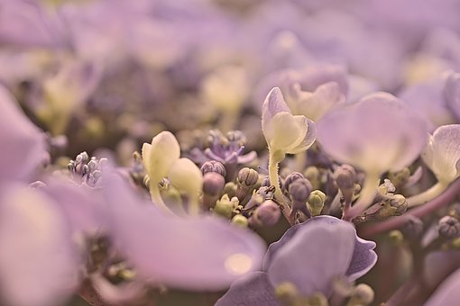 hydrangea-4383623__340.jpg