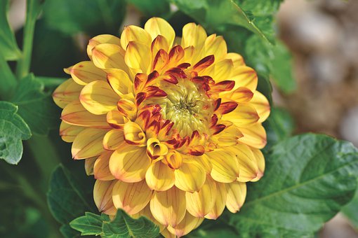 dahlia-4383003__340.jpg
