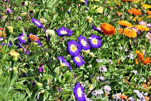 flower-meadow-4383196__340.jpg