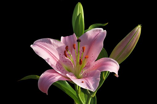lily-4371399__340.jpg