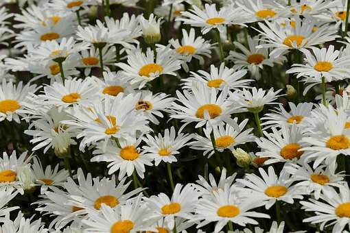 flowers-4377382__340.jpg