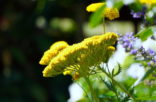 yarrow-4383544__340.jpg