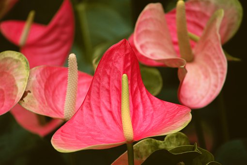 anthurium-flamingo-flower-4384323__340.jpg