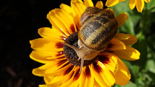 snail-4387540__340.jpg