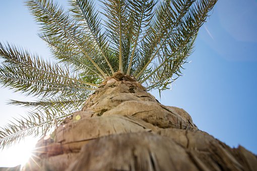 palm-tree-4404508__340.jpg