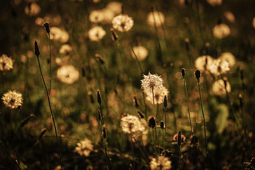 dandelion-4406078__340.jpg