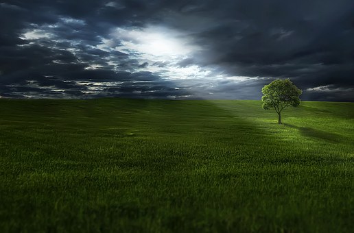 tree-736888__340.jpg