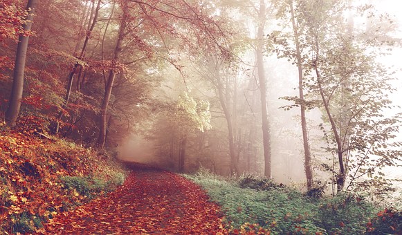 path-1031114__340.jpg