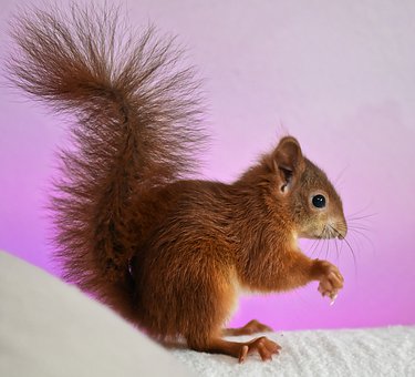 squirrel-4523950__340.jpg
