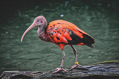 ibis-4545853__340.jpg
