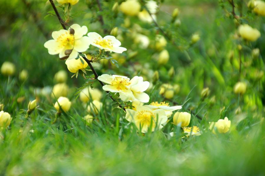 家里再穷也要养这3种花，家里适合养的花